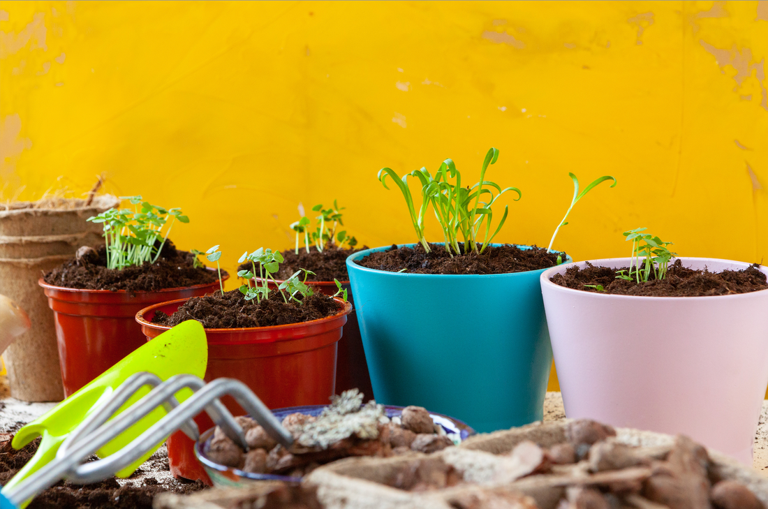 How To Re-Pot A Plant